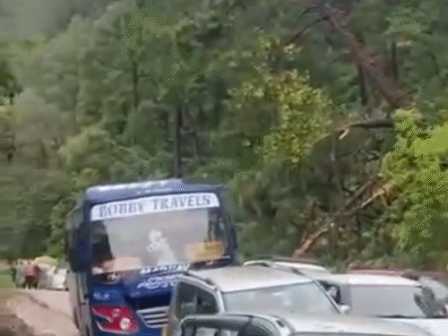 हमीरपुर में बीती शाम को सड़क पर गिरा चीड़ का पेड़ और बाल बाल बची गाड़ियां।