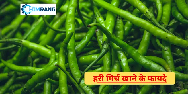 हरी मिर्च खाने के फायदे: पाचन से इम्युनिटी तक सेहत को मिलते हैं कई लाभ